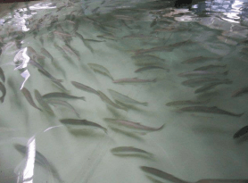 近大サクラマス