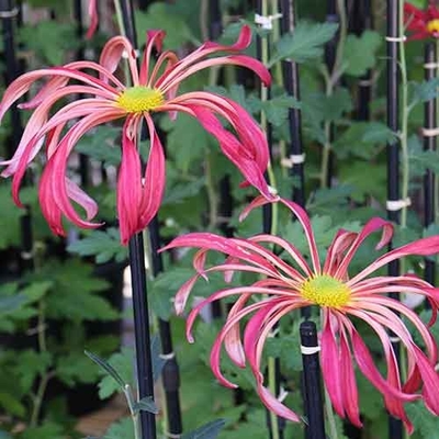 肥後菊