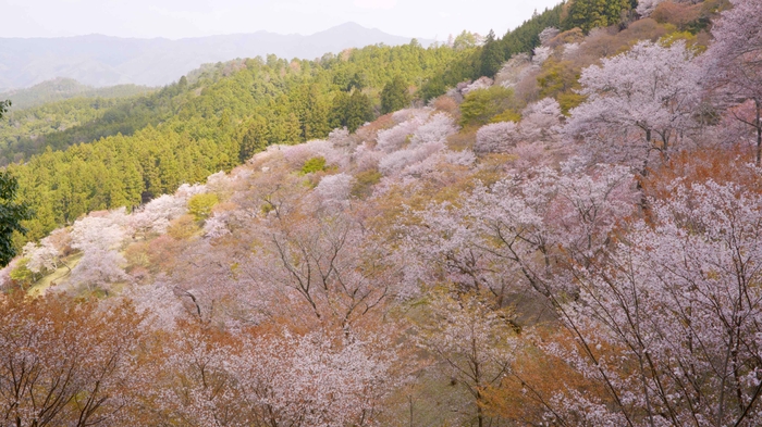 吉野山の桜 2