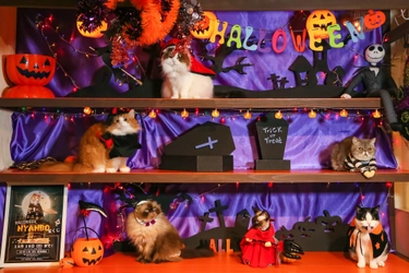 猫カフェ 猫家のハロウィン限定イベント 「ハロウィンニャイト」 イルミネーションならぬイルミニャーションをバックに、 仮装の猫さんと“記念ニャ真”をパチリ