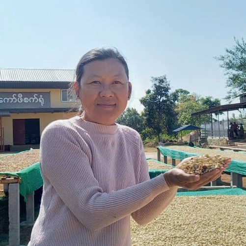 AMAYAR Womens's Coffee Group代表のSu Su Aungさん。ミャンマーの少数民族の一つダヌー族の出身である彼女は3代続くコーヒー農家に生まれました。そして、貧困からの脱出・経済的自立・女性の地位向上を目指しての彼女性50人でアマヤーコーヒーを立ち上げました。を