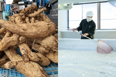 葛粉の原料(葛根)と製法