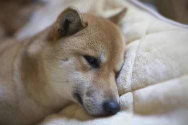 犬の熱中症について！もしもに備えて熱中症について学ぼう！