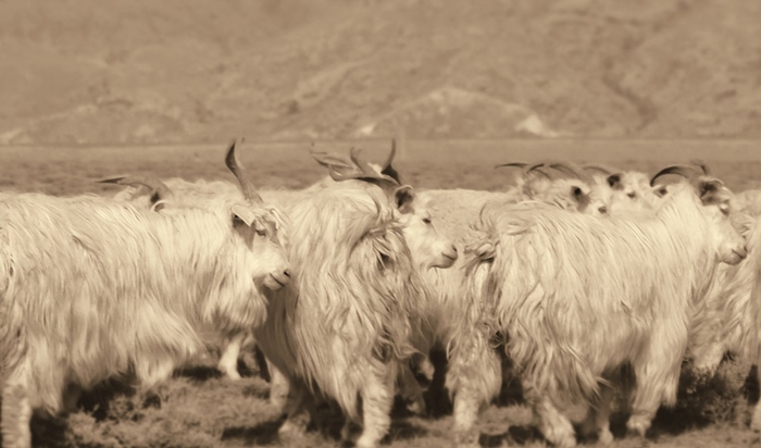 実際に使用している農場のカシミヤ山羊