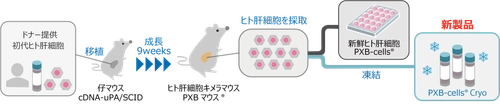 高機能維持した凍結化に成功！ 世界へ発進・凍結ヒト肝細胞「PXB-cells Cryo」販売開始