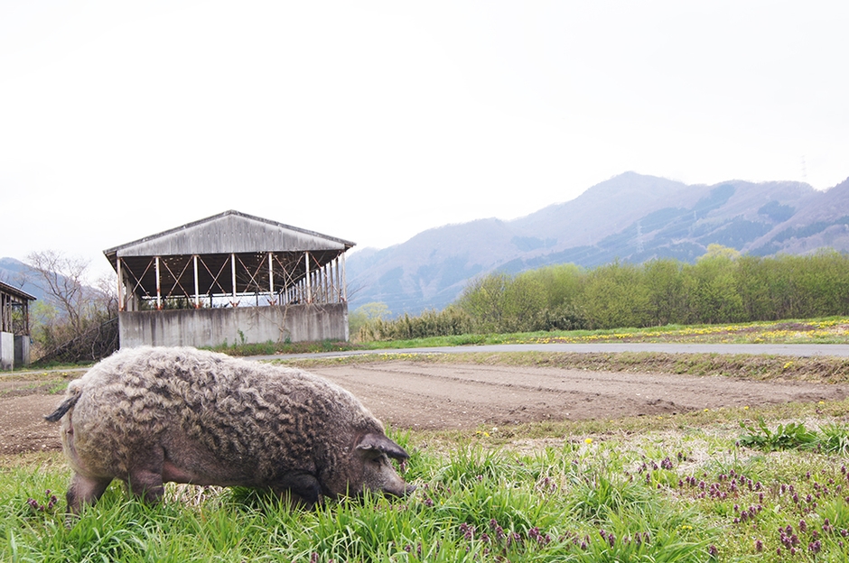 しまざき牧場 マンガリッツァ豚