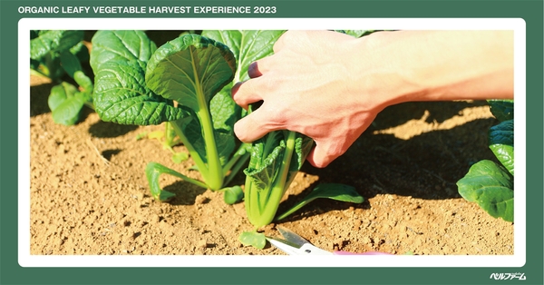 有機葉もの野菜収穫体験イベントイメージ画像③