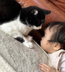 2月22日は「猫の日」。「猫ひっかき病」をご存じですか？ 安心して猫と暮らすため「迅速検査キット」開発に山口大学が挑戦