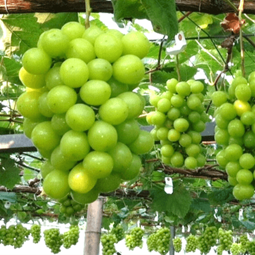 栃木県産シャインマスカット