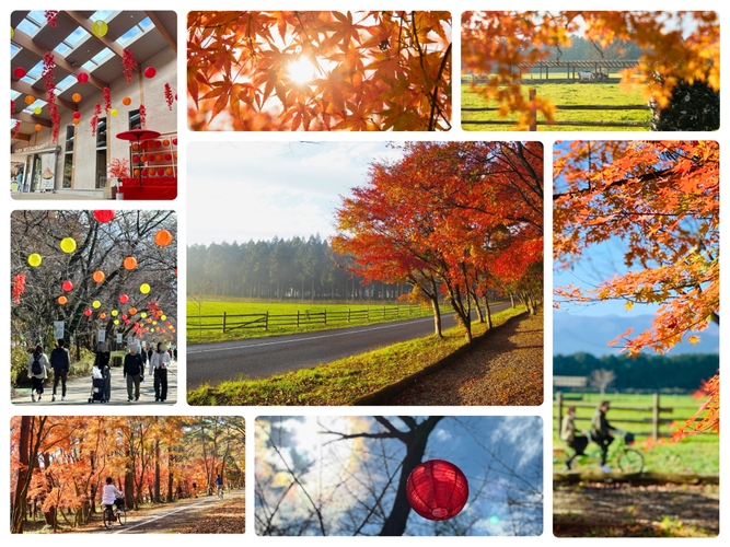 ※紅葉写真は過去のものです。