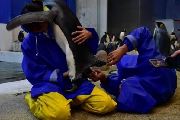 11月28日キングペンギンの精子採取