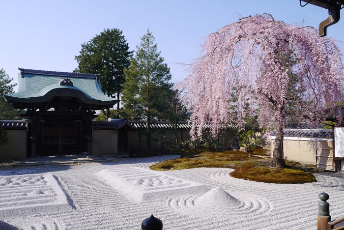 春の特別早朝拝観・散策プラン「高台寺」