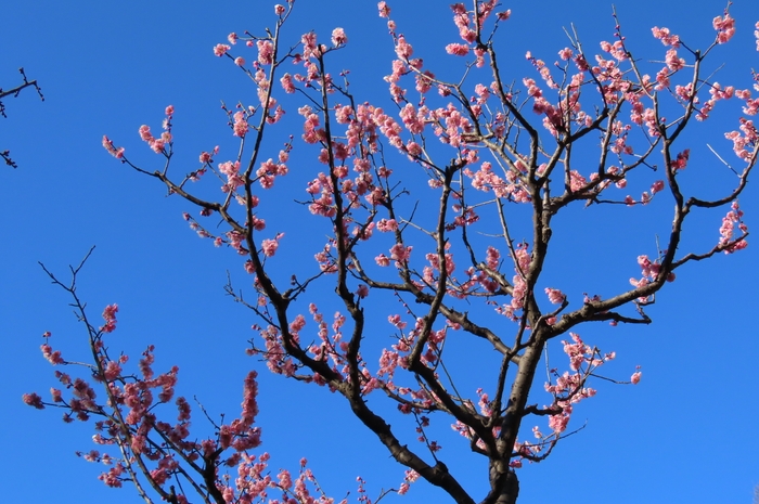 道知辺（2月11日撮影）