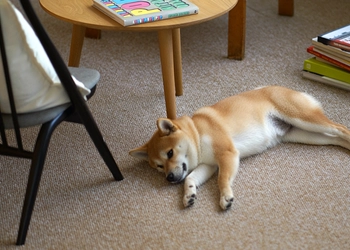 【家族のお悩み解決】 お家専用タイルカーペット12月1日発売！