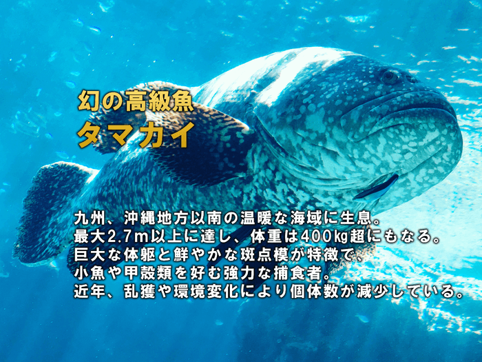 タマカイのイメージ&説明