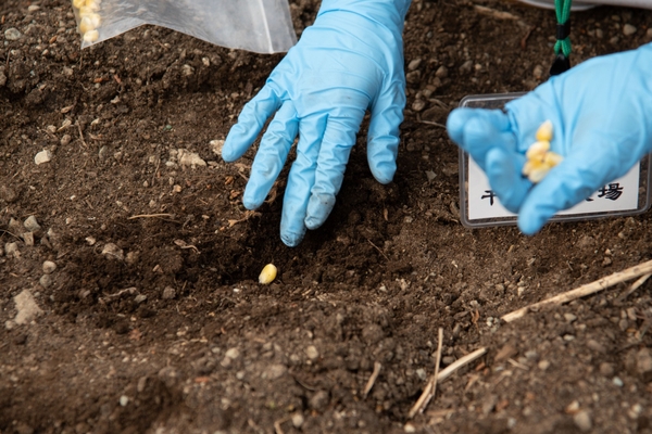 デントコーンの種まき