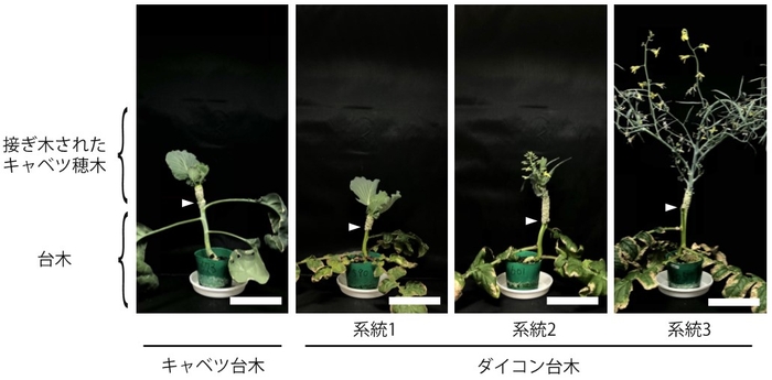 図1 台木の植物種によって異なる開花反応を示したキャベツ（白矢印より上が接ぎ木されたキャベツ）