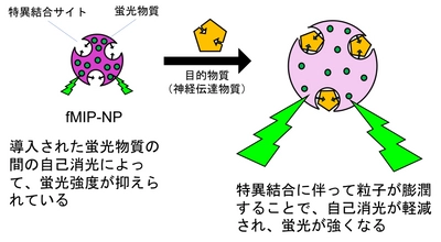 特定の神経伝達物質を検出する 蛍光性分子インプリント高分子ナノ粒子の合成に成功　 脳内神経伝達物質を検出するためのナノプローブを開発中