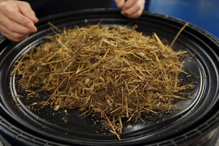 わかめ発酵飼料(わかめ、牧草、穀物飼料)