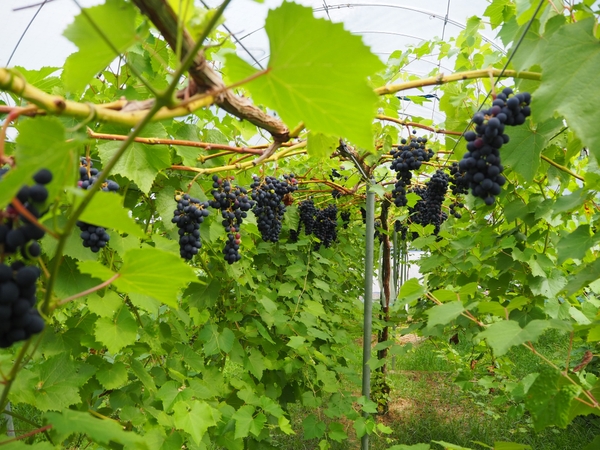 たわわに実ったマスカットシラガイ