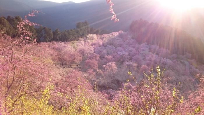 高見の郷