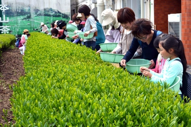 大好評 春の新茶摘み体験ツアー、3月1日より予約受付開始   静岡駅からたった15分の場所でお茶摘み体験ができる！！