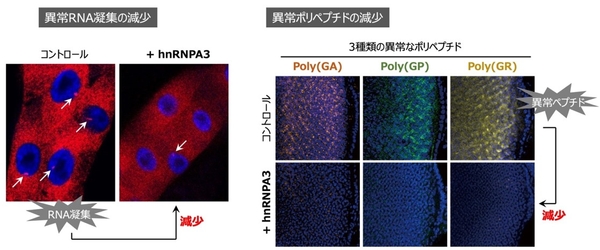 hnRNPA3は、異常なRNAの凝集を減少させる（左）、hnRNPA3は、異常なRNAから合成される異常ポリペプチドの量を減少させる（右）