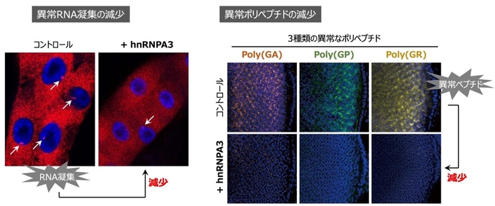 hnRNPA3は、異常なRNAの凝集を減少させる(左)、hnRNPA3は、異常なRNAから合成される異常ポリペプチドの量を減少させる(右)