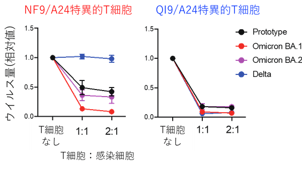 図2：T細胞のウイルス複製阻害効果NF9/A24特異的T細胞はオミクロンBA.1株のウイルス複製を効率的に抑制した