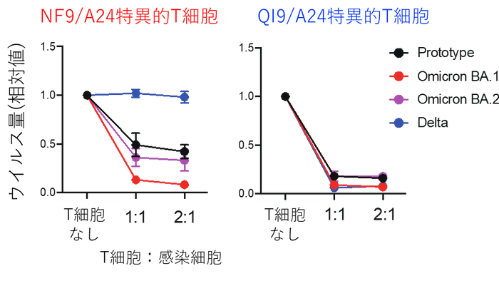 図2：T細胞のウイルス複製阻害効果NF9/A24特異的T細胞はオミクロンBA.1株のウイルス複製を効率的に抑制した