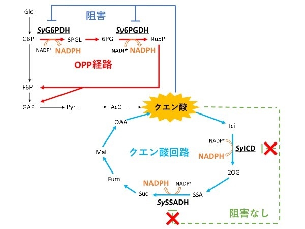 図4. クエン酸によるOPP経路酵素の阻害モデル