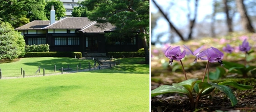 【3/21開催】殿ヶ谷戸庭園「スプリングコンサート ～カタクリ咲く別荘庭園に響く春の音～」