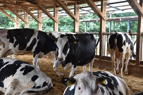 フリーストール牛舎で、歩き回れる環境を提供し、搾乳もストレスを抑えて行い、本州では最大規模の約500頭の乳牛（ホルスタイン）を育てています。