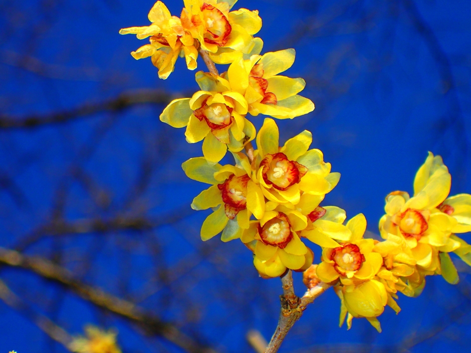 和臘梅　イメージ