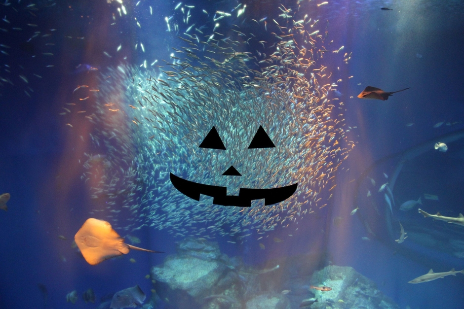 イワシランタン