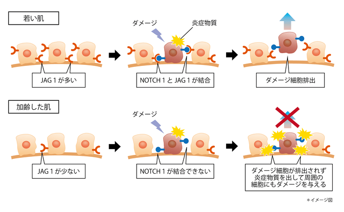 図5　加齢によりダメージ細胞が排出されなくなるメカニズム