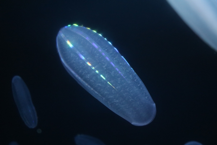 シンカイウリクラゲ ※画像はイメージです。