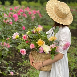 福島県・塙町のダリア摘み取り園 「THE DAHLIA」(ザ・ダリア)、2023年は8月10日開園！