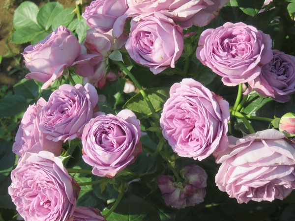 昨年初めて１位となった「カインダ・ブルー」