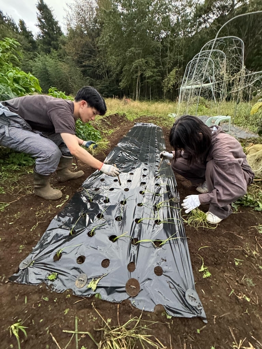 活動中に食べる野菜の植付