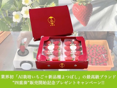 業界初「AI栽培いちご+新品種よつぼし」の最高級ブランド“四重奏”販売開始記念プレゼントキャンペーン!!