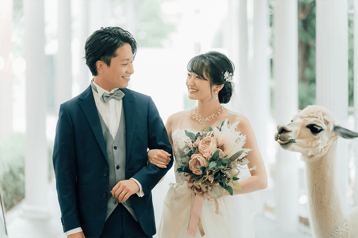 幸せを運ぶアルパカは結婚式のリングボーイとしても活躍