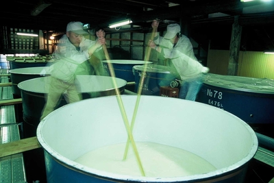 第一酒造　酒造り(醪)