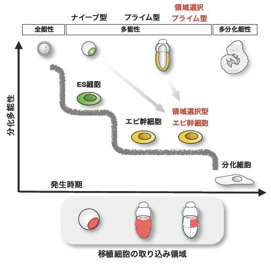 マウスES細胞やエピ幹細胞と違い、領域選択型エピ幹細胞は移植した場合、胚の後極側でのみ取り込まれる