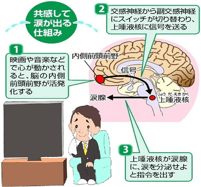 【前頭前野は共感脳と言われ、人が何かに共感する、感動するとここがふるえ泣くという行為にいたります。 イベントでは共感して涙が流れる仕組みを解説します。 】 