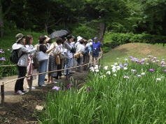 「花菖蒲巡り」の様子