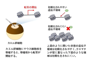 「遺伝子発現の初期化」に重要な要素を発見　クローン動物作成や再生医療の発展に繋がる研究成果