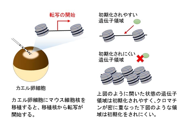 遺伝子発現の初期化