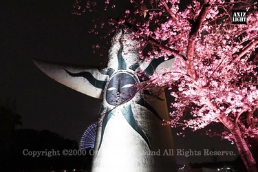 今春、忘れられない夜桜美！圧巻の5500本の桜が光りを纏う！　万博記念公園「SAKURA EXPO 2026」開催