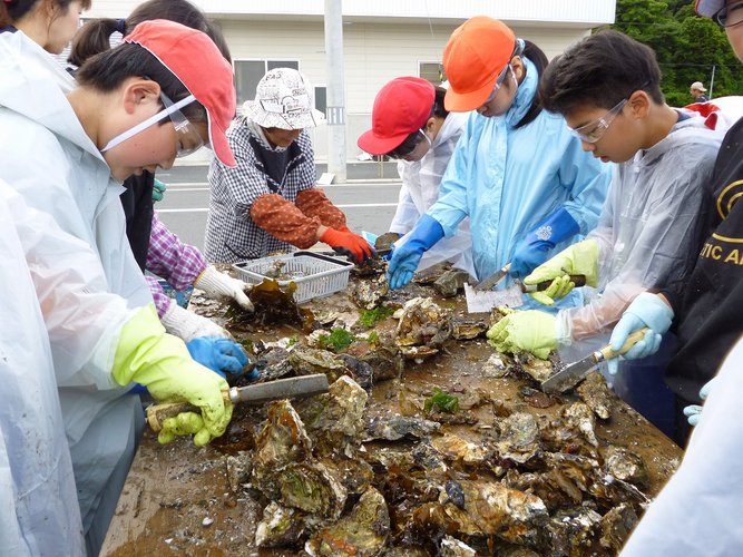 唐桑小学校の生徒による牡蠣の養殖体験
